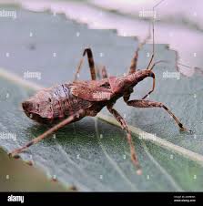 Attēlu rezultāti vaicājumam “Himacerus apterus”