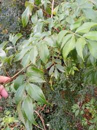 Attēlu rezultāti vaicājumam “Sambucus nigra leaf”