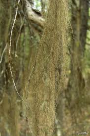 Attēlu rezultāti vaicājumam “Bryoria capillaris”