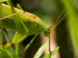 Attēlu rezultāti vaicājumam “Phaneroptera falcata”