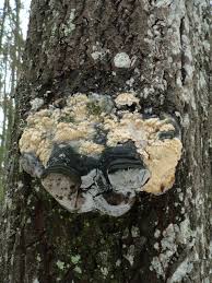 Attēlu rezultāti vaicājumam “Junghuhnia pseudozilingiana”