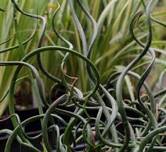 Attēlu rezultāti vaicājumam “Juncus effusus fruit”