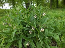 Image result for Symphytum officinale