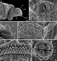 Attēlu rezultāti vaicājumam “Mycosphaerella millegrana”