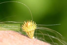 Attēlu rezultāti vaicājumam “Agrimonia eupatoria fruit”