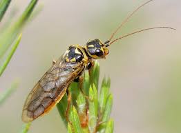 Attēlu rezultāti vaicājumam “Acantholyda posticalis”