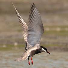 Attēlu rezultāti vaicājumam “Chlidonias hybrida adult”