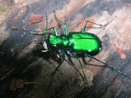 Attēlu rezultāti vaicājumam “Cicindela sylvatica”