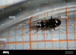 Attēlu rezultāti vaicājumam “Bembidion quadrimaculatum”