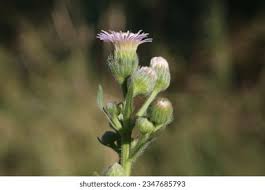 Attēlu rezultāti vaicājumam “Erigeron acris”