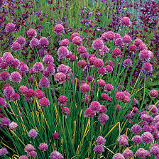 Attēlu rezultāti vaicājumam “Allium schoenoprasum fruit”