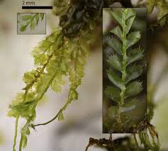 Attēlu rezultāti vaicājumam “Plagiochila porelloides”