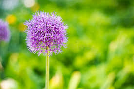 Attēlu rezultāti vaicājumam “Waldsteinia geoides flower”