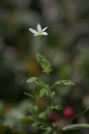 Attēlu rezultāti vaicājumam “Moehringia lateriflora flower”