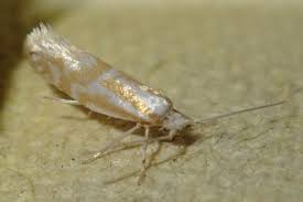 Attēlu rezultāti vaicājumam “Argyresthia semifusca”