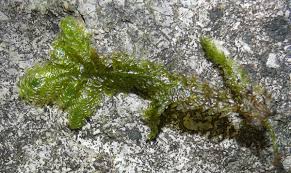 Attēlu rezultāti vaicājumam “Neckera crispa sporophyte”