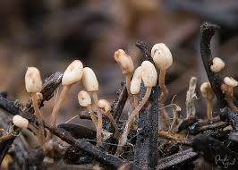 Attēlu rezultāti vaicājumam “Heyderia abietis”