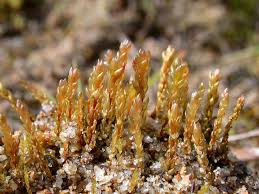 Attēlu rezultāti vaicājumam “Bryum funkii macro”