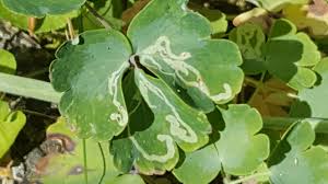 Attēlu rezultāti vaicājumam “Aquilegia vulgaris leaf”