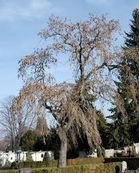 Attēlu rezultāti vaicājumam “Fraxinus excelsior Pendula female flower”