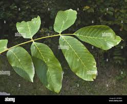 Attēlu rezultāti vaicājumam “Juglans regia leaf”