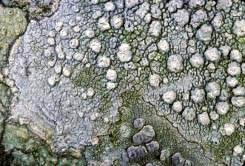 Attēlu rezultāti vaicājumam “Megalaria grossa”