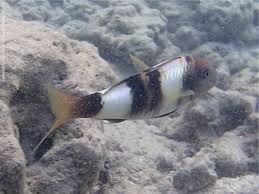 Image result for Parupeneus trifasciatus