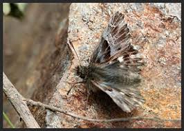 Attēlu rezultāti vaicājumam “Carcharodus floccifera”