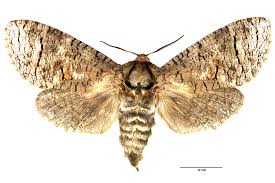 Attēlu rezultāti vaicājumam “Cossus cossus imago”