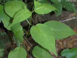 Attēlu rezultāti vaicājumam “Circaea lutetiana”