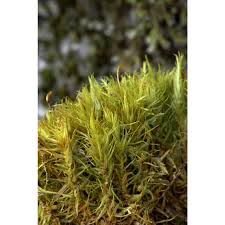 Attēlu rezultāti vaicājumam “Dicranum leioneuron”