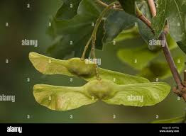 Attēlu rezultāti vaicājumam “Acer campestre fruit”