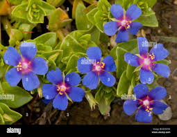 Image result for Anagallis arvensis