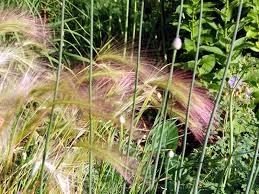 Attēlu rezultāti vaicājumam “Hordeum jubatum”