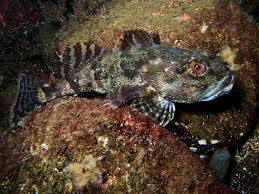 Image result for Myoxocephalus octodecemspinosus