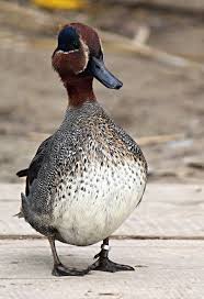 Attēlu rezultāti vaicājumam “Anas crecca”