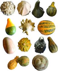 Attēlu rezultāti vaicājumam “Cucurbita pepo fruit”