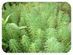 「粉綠狐尾藻」的圖片搜尋結果