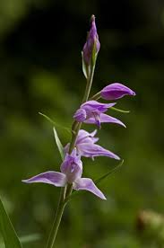 Attēlu rezultāti vaicājumam “Cephalanthera rubra leaf”