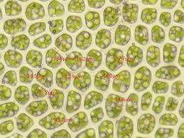 Attēlu rezultāti vaicājumam “Fissidens osmundoides”