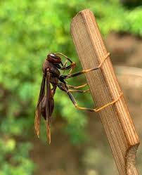 Attēlu rezultāti vaicājumam “Eumenidae”