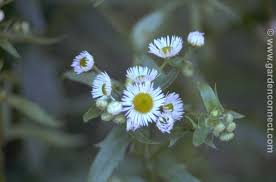 Attēlu rezultāti vaicājumam “Erigeron annuus flower”