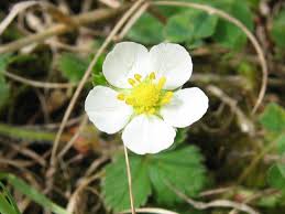 Attēlu rezultāti vaicājumam “Fragaria viridis flower”