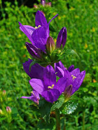 Attēlu rezultāti vaicājumam “Campanula glomerata fruit”