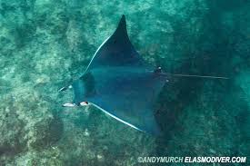 Image result for Mobula thurstoni