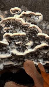 Attēlu rezultāti vaicājumam “Postia undosa”