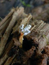 Attēlu rezultāti vaicājumam “Cordyceps farinosa”