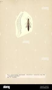 Attēlu rezultāti vaicājumam “Lymexylidae”