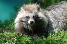 Attēlu rezultāti vaicājumam “Nyctereutes procyonoides”