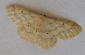 Attēlu rezultāti vaicājumam “Idaea biselata”